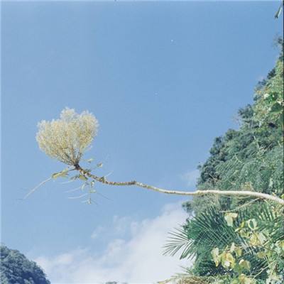 口袋家园破解版下载